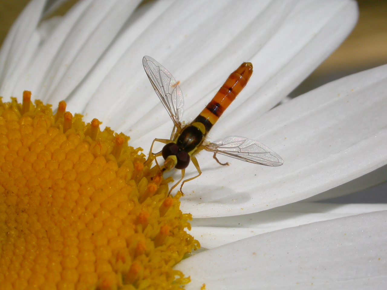 Süprüntü Sineği - Syrphidae alm